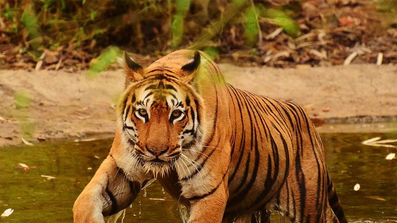 ಹುಲಿ ದಾಳಿಗೆ ಬಾಲಕ ಬಲಿ; ಭುಗಿಲೆದ್ದ ಗ್ರಾಮಸ್ಥರ ಆಕ್ರೋಶ; ಕೊಡಗು–ಕೇರಳ ಹೆದ್ದಾರಿ ಬಂದ್