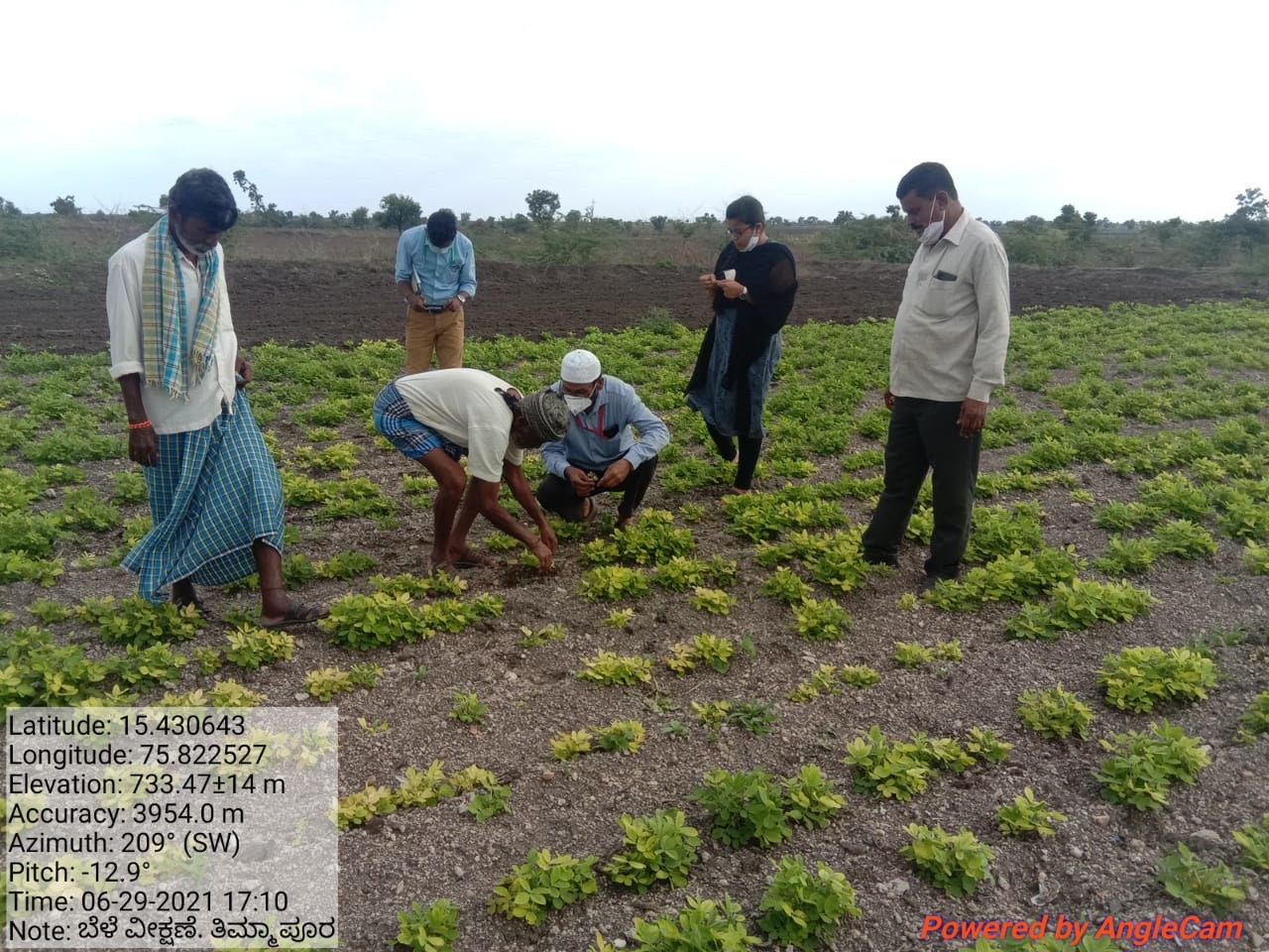ಶೇಂಗಾ ಮತ್ತು ಹೆಸರು ಬೇಳೆಗೆ ಶುರುವಾಗಿದೆ ಹಳದಿ ವೈರಸ್ ಕಾಟ