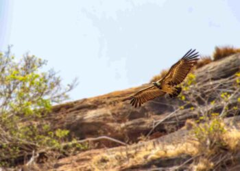 ಭಾರತೀಯ ರಣಹದ್ದು ಗಜೇಂದ್ರಗಡ ಬೆಟ್ಟ ವಲಯ ಪ್ರದೇಶದಲ್ಲಿ ಮತ್ತೆ ಗೋಚರ!