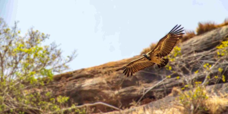 ಭಾರತೀಯ ರಣಹದ್ದು ಗಜೇಂದ್ರಗಡ ಬೆಟ್ಟ ವಲಯ ಪ್ರದೇಶದಲ್ಲಿ ಮತ್ತೆ ಗೋಚರ!