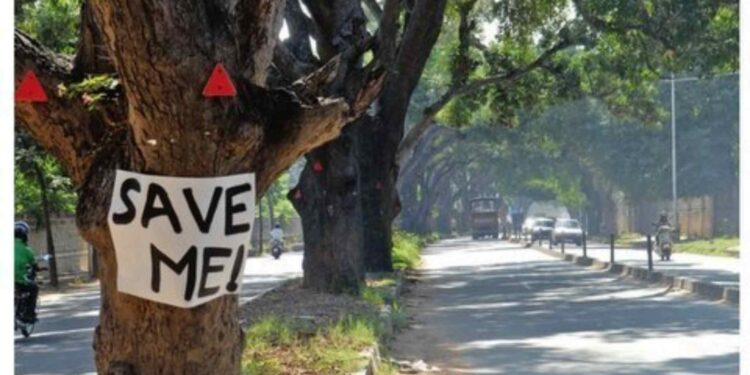 ಬೆಂಗಳೂರಿನಲ್ಲಿ ಮರಗಳ ಮಾರಣಹೋಮ!