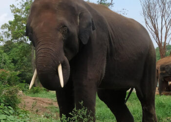 ಬನೇರುಘಟ್ಟದ ಜೈವಿಕ ಉದ್ಯಾನವನದಲ್ಲಿ ಮರಿಯಾನೆ ಸಾವು