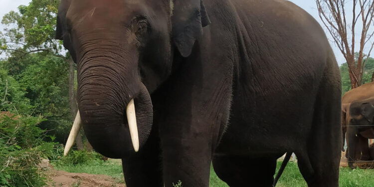 ಬನೇರುಘಟ್ಟದ ಜೈವಿಕ ಉದ್ಯಾನವನದಲ್ಲಿ ಮರಿಯಾನೆ ಸಾವು