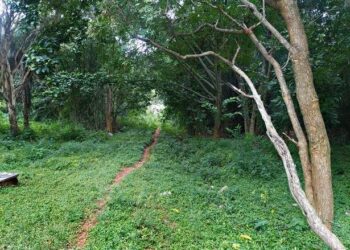 ಬೆಂಗಳೂರು ವಿಶ್ವವಿದ್ಯಾನಿಯದಲ್ಲಿ ಮರಗಳ ಕಳ್ಳತನ! : ರಾತ್ರೋ ರಾತ್ರಿ ನಡೆಯುತ್ತಿದೆ ಶ್ರೀಗಂಧದ ಮರಗಳ ಕಳ್ಳಸಾಗಾಣಿಕೆ!