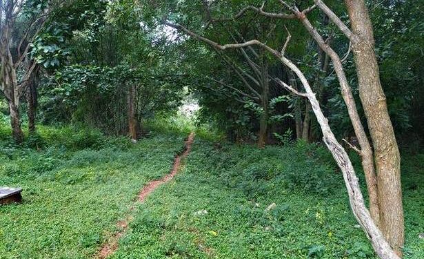 ಬೆಂಗಳೂರು ವಿಶ್ವವಿದ್ಯಾನಿಯದಲ್ಲಿ ಮರಗಳ ಕಳ್ಳತನ! : ರಾತ್ರೋ ರಾತ್ರಿ ನಡೆಯುತ್ತಿದೆ ಶ್ರೀಗಂಧದ ಮರಗಳ ಕಳ್ಳಸಾಗಾಣಿಕೆ!