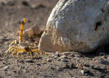 ನೀರಿನ ಹನಿಯೋ ಚೇಳಿನ ಮಳೆಯೋ…? : ಈಜಿಪ್ಟಿನಲ್ಲಿ ಚೇಳುಗಳ ಆರ್ಭಟಕ್ಕೆ ಜನ ಕಂಗಾಲು