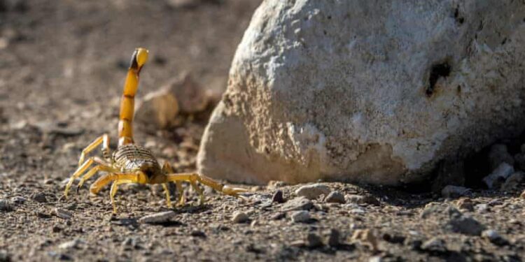 ನೀರಿನ ಹನಿಯೋ ಚೇಳಿನ ಮಳೆಯೋ…? : ಈಜಿಪ್ಟಿನಲ್ಲಿ ಚೇಳುಗಳ ಆರ್ಭಟಕ್ಕೆ ಜನ ಕಂಗಾಲು