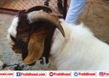 ಬರೋಬ್ಬರಿ 70 ಕೆ.ಜಿ ತೂಕದ ಬೋಯರ್ ಮೇಕೆ!