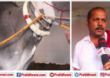 ಕೃಷಿಮೇಳದಲ್ಲಿ ಹಳ್ಳಿಕಾರ್ ಹೋರಿಗಳದ್ದೇ ದರ್ಬಾರ್!