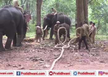 ಸಕ್ರೆಬೈಲು ಬಿಡಾರದಲ್ಲಿ ತಾಯಿಯಿಂದ ಮರಿ ಆನೆಯನ್ನು ಬೇರ್ಪಡಿಸುವ ಮನಕಲುಕುವ ದೃಶ್ಯ