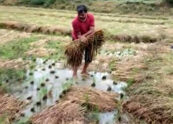 ಅಕಾಲಿಕ ಮಳೆಗೆ ನಲುಗಿದ ಮಲೆನಾಡು, ಭತ್ತ, ಅಡಕೆ ಅಯೋಮಯ! ಉಸ್ತುವಾರಿ ಸಚಿವರೂ ನಾಪತ್ತೆ!