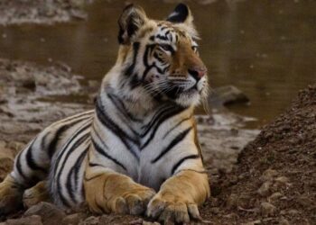 ಒಂದೇ ವರ್ಷದಲ್ಲಿ 126 ಹುಲಿಗಳ ಸಾವು : ದಶಕದಲ್ಲೇ ಅಧಿಕ ಎನ್ನುತ್ತಿವೆ ಸರ್ಕಾರಿ ಅಂಕಿ ಅಂಶ!