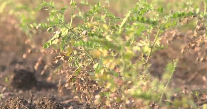 ಭಾರೀ ಮಳೆಯಿಂದಾಗಿ ಅಪಾರ ಪ್ರಮಾಣದ ಕಡಲೆ ನಾಶ; ಸಂಕಟದ ಸುಳಿಯಲ್ಲಿ ರೈತ