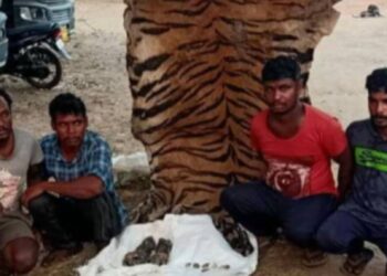 ಹುಲಿ ಬೇಟೆ : ನಾಗರಹೊಳೆಯಲ್ಲಿ 6 ಆರೋಪಿಗಳ ಬಂಧನ