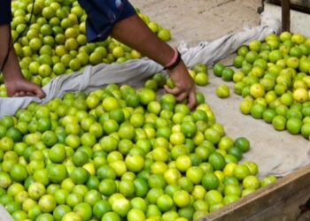 ನಿಂಬೆ ಬೆಳೆಗಾರರಿಗೆ ಸಿಹಿ ಸುದ್ದಿ : APMC ಮಾರುಕಟ್ಟೆಯಲ್ಲಿ ಉತ್ತರ ದರಕ್ಕೆ ನಿಂಬೆಹಣ್ಣು ಖರೀದಿ!