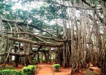 ಇತಿಹಾಸ ಪ್ರಸಿದ್ದ ಬೃಹತ್ ಆಲದ ಮರ ಧರೆಗೆ : 400 ವರುಷಗಳ ದೊಡ್ಡ ಆಲದ ಮರಕ್ಕೆ ಅಪಾಯ!