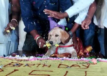 ಬೆಳಗಾವಿ: ನಾಯಿ ಬರ್ತಡೆಗೆ 100 ಕೆಜಿ ಕೇಕ್‌, 4000 ಅತಿಥಿಗಳು!