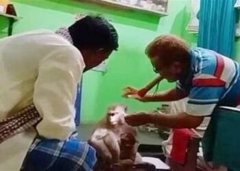 ಗಾಯಗೊಂಡ ಮರಿಯನ್ನು ಆಸ್ಪತ್ರೆಗೆ ಕರೆತಂದ ತಾಯಿ ಕೋತಿ! ವೀಡಿಯೊ ವೈರಲ್!‌