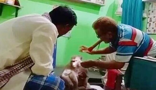 ಗಾಯಗೊಂಡ ಮರಿಯನ್ನು ಆಸ್ಪತ್ರೆಗೆ ಕರೆತಂದ ತಾಯಿ ಕೋತಿ! ವೀಡಿಯೊ ವೈರಲ್!‌