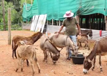 ಐಟಿ ಉದ್ಯೋಗ ತೊರೆದು ಕತ್ತೆ ಫಾರಂ ಆರಂಭಿಸಿದ ಮಂಗಳೂರಿಗ : ಸ್ವ-ಉದ್ಯಮದಲ್ಲೊಂದು ವಿಶಿಷ್ಟ ಪ್ರಯತ್ನ