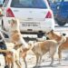 ಬೆಂಗಳೂರಿನಲ್ಲಿ ಬೀದಿ ನಾಯಿಗಳ ಹಾವಳಿ : ಒಂದೇ ತಿಂಗಳಲ್ಲಿ 2 ಸಾವಿರಕ್ಕೂ ಹೆಚ್ಚು ಜನರ ಮೇಲೆ ದಾಳಿ