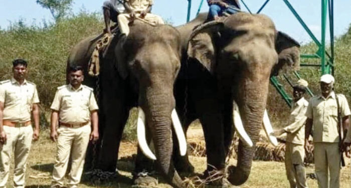 ಸಾಕಾನೆಗಳ ನೆರವಿನಿಂದ ಹುಲಿ ಸೆರೆಹಿಡಿದ ಅಧಿಕಾರಿಗಳು