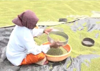 ಹೆಸರು ಬೆಳೆಗೆ ಹಳದಿ ರೋಗ: ರೈತರಲ್ಲಿ ಆತಂಕ