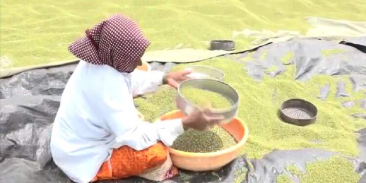 ಹೆಸರು ಬೆಳೆಗೆ ಹಳದಿ ರೋಗ: ರೈತರಲ್ಲಿ ಆತಂಕ