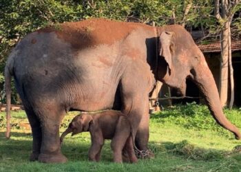 ಮರಿಗೆ ಜನ್ಮ ನೀಡಿದ ಲಕ್ಷ್ಮೀ: ದಸರಾಗೆ ಗರ್ಭಿಣಿ ಆನೆ ಬೇಕಿತ್ತಾ?