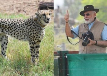 ನಮೀಬಿಯಾದಿಂದ ಬಂದ 8 ಚೀತಾ ಕಾಡಿಗೆ ಬಿಟ್ಟ ಪ್ರಧಾನಿ ಮೋದಿ