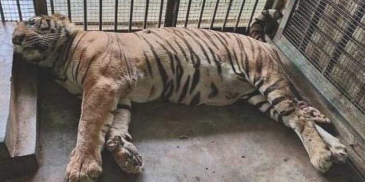 ಬನ್ನೇರುಘಟ್ಟದಲ್ಲಿ ವಿಚಿತ್ರದ ಸೋಂಕಿಗೆ ಮೂರು ಬೆಂಗಾಲಿ ಹುಲಿ ಬಲಿ