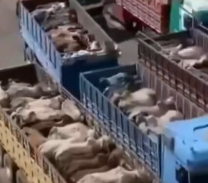 ಅರಬ್​ ರಾಷ್ಟ್ರಕ್ಕೆ ರಫ್ತಾಗುತ್ತಿರುವ ಗೋ ರಕ್ಷಣೆ ಯಾರ ಹೊಣೆ..? ಸತ್ಯವೋ ಸುಳ್ಳೋ..? Facts Check