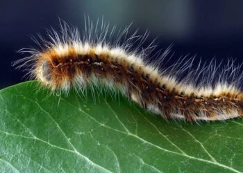 ಕಂಬಳಿ ಹುಳು ಸ್ಪರ್ಶಿಸಿದಾಗ ಚಿಂತಿಸಬೇಡಿ,ಈ ಸಿಂಪಲ್ ಮದ್ದನು ಪ್ರಯತ್ನಿಸಿ!