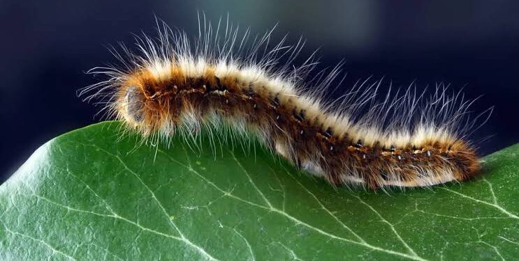 ಕಂಬಳಿ ಹುಳು ಸ್ಪರ್ಶಿಸಿದಾಗ ಚಿಂತಿಸಬೇಡಿ,ಈ ಸಿಂಪಲ್ ಮದ್ದನು ಪ್ರಯತ್ನಿಸಿ!