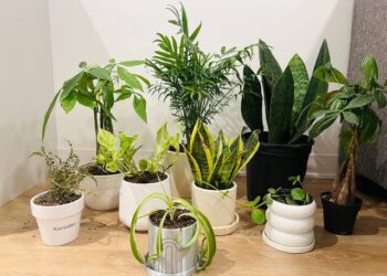 Indoor Plants:ಮನೆಯೊಳಗೆ ಈ ಗಿಡಗಳನ್ನು ಬೆಳೆಸುವುದರಿಂದ ಏನೆಲ್ಲಾ ಪ್ರಯೋಜನಗಳಿವೆ ಗೊತ್ತಾ.!
