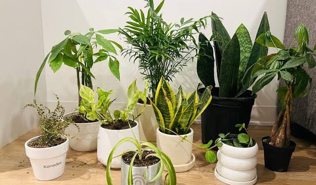 Indoor Plants:ಮನೆಯೊಳಗೆ ಈ ಗಿಡಗಳನ್ನು ಬೆಳೆಸುವುದರಿಂದ ಏನೆಲ್ಲಾ ಪ್ರಯೋಜನಗಳಿವೆ ಗೊತ್ತಾ.!