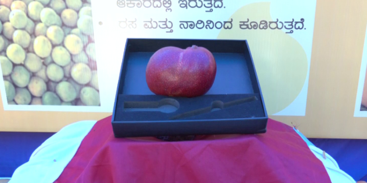 ಒಂದು ಮಾವಿಗೆ ಎಷ್ಟು ಬೆಲೆ ಗೊತ್ತಾ?