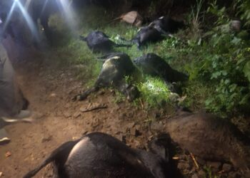 ಕುಂದಾನಗರದಲ್ಲಿ ವರುಣನ ಅಟ್ಟಹಾಸ.. ಸಿಡಿಲಿಗೆ ಜೀವಗಳು ಬಲಿ