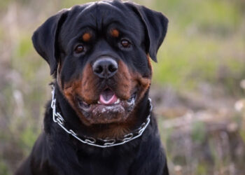 ಪಾರ್ಕ್ ನಲ್ಲಿದ್ದಾಗ ಬಾಲಕಿ ಮೇಲೆ ದಾಳಿ ನಡೆಸಿದ ನಾಯಿಗಳು