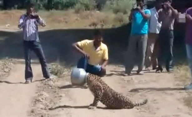 ಊರಿಗೆ ಬಂದ ಚಿರತೆ, ಸೆಲ್ಫಿ ಕೇಳಿದ ಯುವಕ.. ಮುಂದೆ..?