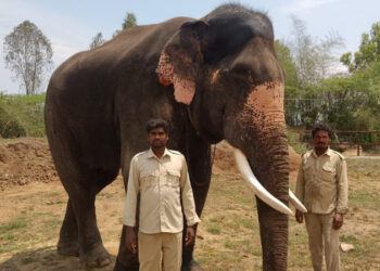 ವಿದ್ಯುತ್ ತಂತಿ ತಗುಲಿ ದಸರಾ ಆನೆ ಅಶ್ವತ್ಥಾಮ ಸಾವು
