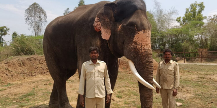 ವಿದ್ಯುತ್ ತಂತಿ ತಗುಲಿ ದಸರಾ ಆನೆ ಅಶ್ವತ್ಥಾಮ ಸಾವು