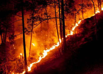 ಹಿಮಾಚಲ ಪ್ರದೇಶದಲ್ಲಿ ಕಾಡ್ಗಿಚ್ಚು ! ಅರಣ್ಯ ಸಂಪತ್ತಿಗೆ ಅಪಾರ ಹಾನಿ !