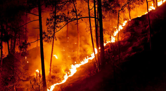 ಹಿಮಾಚಲ ಪ್ರದೇಶದಲ್ಲಿ ಕಾಡ್ಗಿಚ್ಚು ! ಅರಣ್ಯ ಸಂಪತ್ತಿಗೆ ಅಪಾರ ಹಾನಿ !