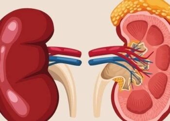 ಈ ತಪ್ಪುಗಳಿಂದ ಕಿಡ್ನಿಯ ಆರೋಗ್ಯವನ್ನು ಅಪಾಯಕ್ಕೆ ತಂದಿಡುವುದು ಪಕ್ಕ.!