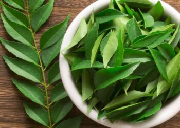 Curry Leaves: ಕೂದಲು ಮಾತ್ರವಲ್ಲದೆ ಸಾಕಷ್ಟು ಆರೋಗ್ಯ ಸಮಸ್ಯೆಗಳಿಗೆ ಪರಿಹಾರವನ್ನು ನೀಡುತ್ತದೆ.!