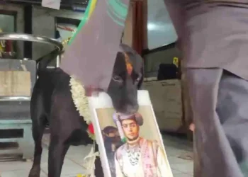 ಮೈಸೂರು ಕ್ಷೇತ್ರದ ಭವಿಷ್ಯ ನುಡಿದ ಶ್ವಾನ