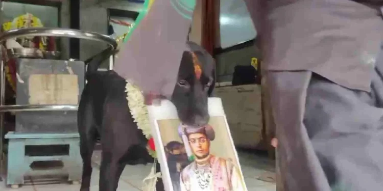 ಮೈಸೂರು ಕ್ಷೇತ್ರದ ಭವಿಷ್ಯ ನುಡಿದ ಶ್ವಾನ