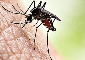 ರಾಜ್ಯದ ಗಡಿ ಭಾಗದಲ್ಲೂ ಎಂಟ್ರಿ ಕೊಟ್ಟ ‘ಡೆಂಘಿ’ : ಬೀದರ್ ಜಿಲ್ಲೆಯಲ್ಲಿ 6 ಹೊಸ ಕೇಸ್ ಪತ್ತೆ!