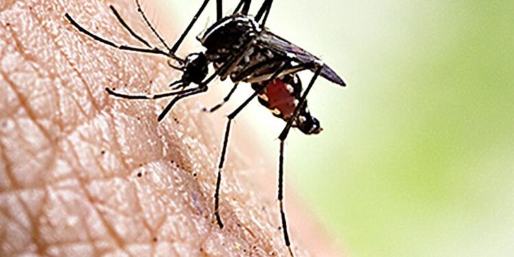 ರಾಜ್ಯದ ಗಡಿ ಭಾಗದಲ್ಲೂ ಎಂಟ್ರಿ ಕೊಟ್ಟ ‘ಡೆಂಘಿ’ : ಬೀದರ್ ಜಿಲ್ಲೆಯಲ್ಲಿ 6 ಹೊಸ ಕೇಸ್ ಪತ್ತೆ!